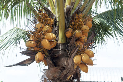 Close-up of fruits hanging on tree