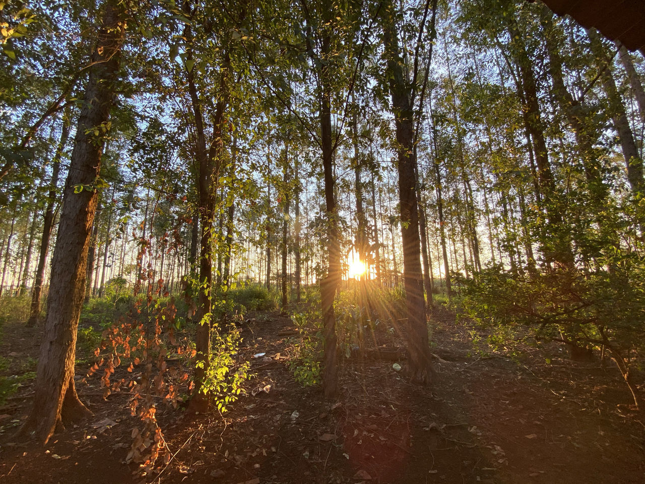 SUNLIGHT STREAMING ON TREES IN FOREST