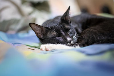 Close-up of cat lying on bed