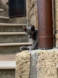 Portrait of cat sitting on wall