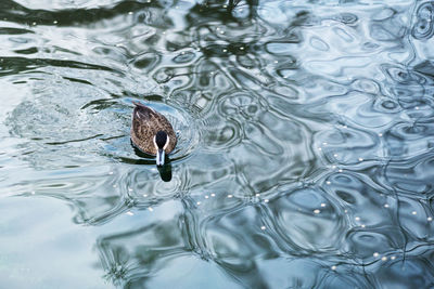 High angle view of duck swimming in lake
