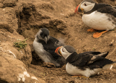 High angle view of birds on rock