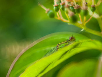 Close-up of insect on plant