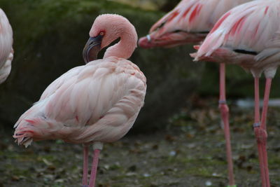 Close-up of birds in water