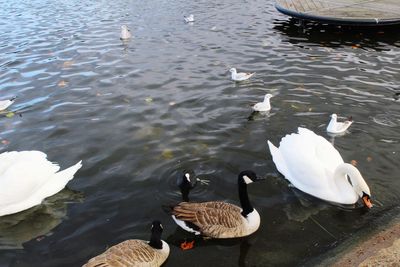 Ducks swimming in lake