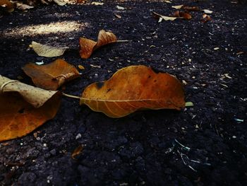 Maple leaves on ground