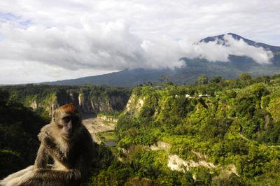 Monkey sitting on mountain against cloudy sky