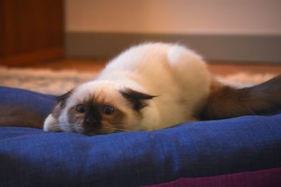 Close-up portrait of cat resting on sofa at home