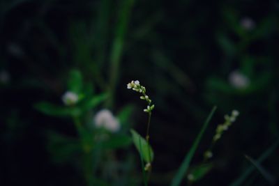Close-up of flowering plant on field