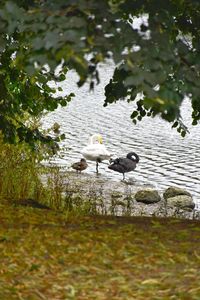 View of birds in lake