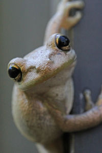 Close-up of lizard