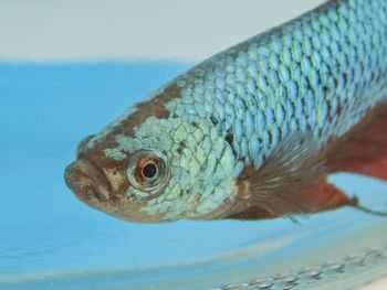 Fish betta splendens in a glass jar, red and blue, macro