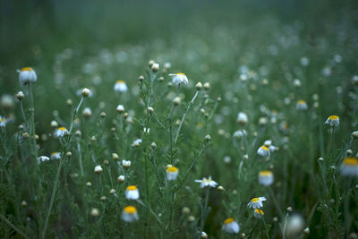 Close-up of wet plants on field