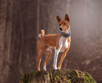 Portrait of a dog looking away