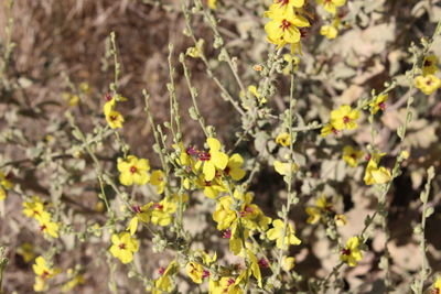 Close-up of yellow flowering plants on field