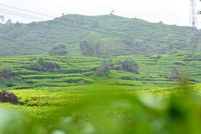 Scenic view of agricultural field