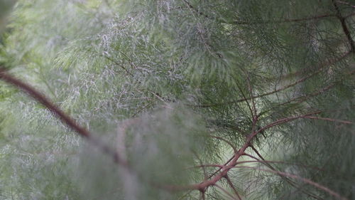 Close-up of tree in forest