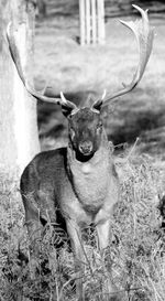 Portrait of deer