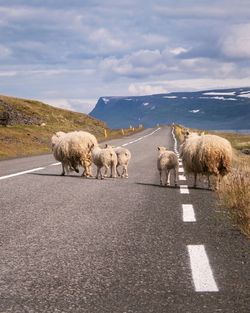 Sheep walking on road against cloudy sky