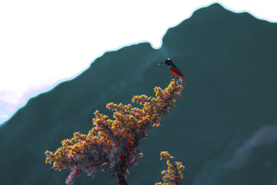Low angle view of bird perching on a tree