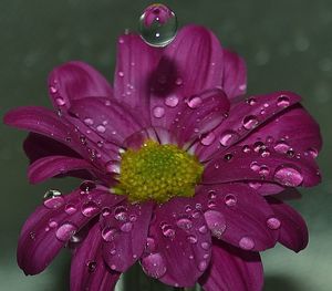 Close-up of water drops on flower