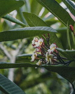 Close-up of pink flowering plant