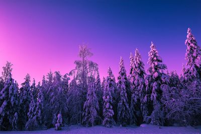 Snow covered trees on field against sky during sunset