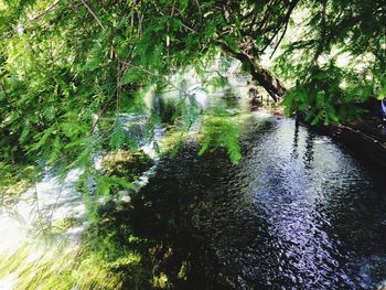 Scenic view of river with trees in background