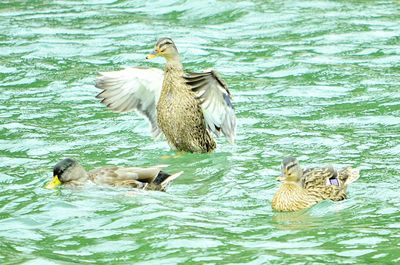 Ducks swimming in water