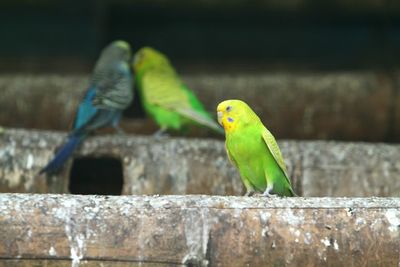 Close-up of parrot perching on wood