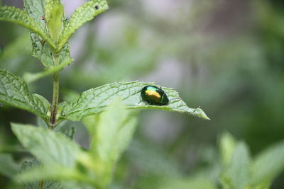 Close-up of insect on leaf