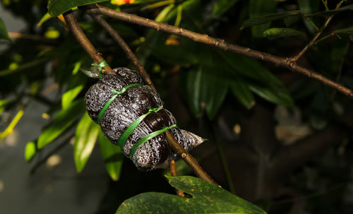 Close-up of snail on plant