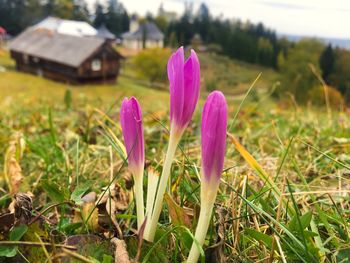 Close-up of pink crocus blooming on field