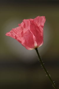 Close-up of pink rose