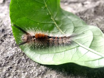 Close-up of insect on leaf