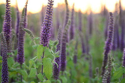 Close-up shot of vibrant purple herbs with green leaves in full blooming at sunset