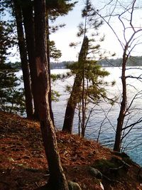 Trees by lake in forest against sky