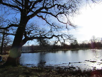 Bare tree by lake against sky