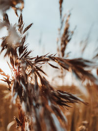 Close-up of dried plant on field