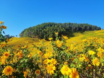 Yellow flowering plants on field against clear sky