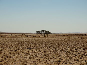 Scenic view of field against clear sky