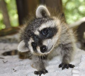 Cute young raccoon looking at camera