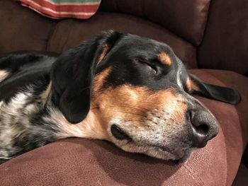 Close-up of dog relaxing