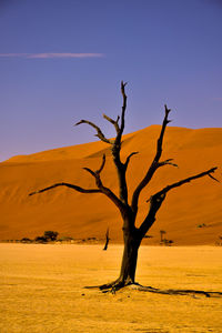 Bare tree on desert against sky