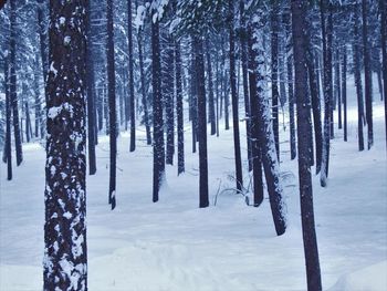 Panoramic view of trees in forest during winter