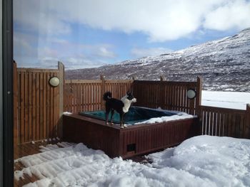 Dog on spa in winter