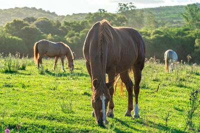 Horse grazing on field