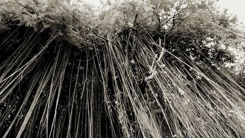 Close-up of tree branches