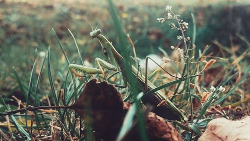 Close-up of grass on field