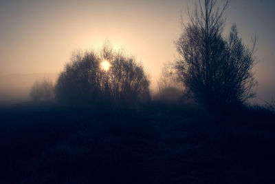 Silhouette trees on landscape against clear sky at sunset